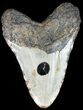 Bargain, Megalodon Tooth - North Carolina #45614-2